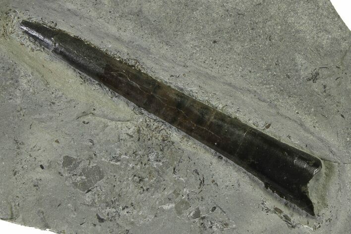 Fossil Belemnite (Acrocoelites) Rostrum - Germany #335217